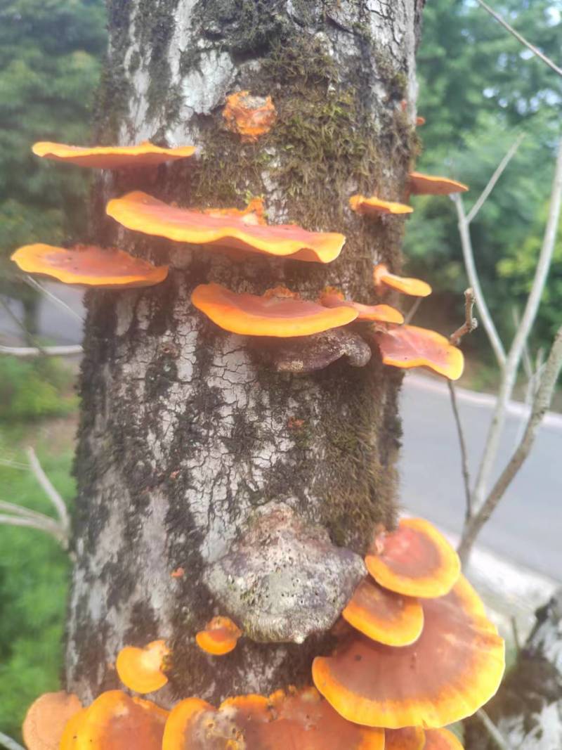 广西桂林野生栓菌