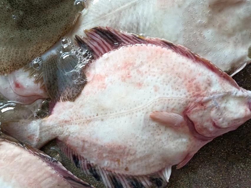 一条银白色身体、扁平体型的多宝鱼在清澈水中缓缓游动,阳光透过水面折射出粼粼波光,鱼体一侧带有斑驳的褐色斑点,整体姿态优雅自然 多宝鱼在清澈水池中游动的特写