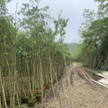 土沉香树基地直销规格齐全欢迎老板来电咨询合作