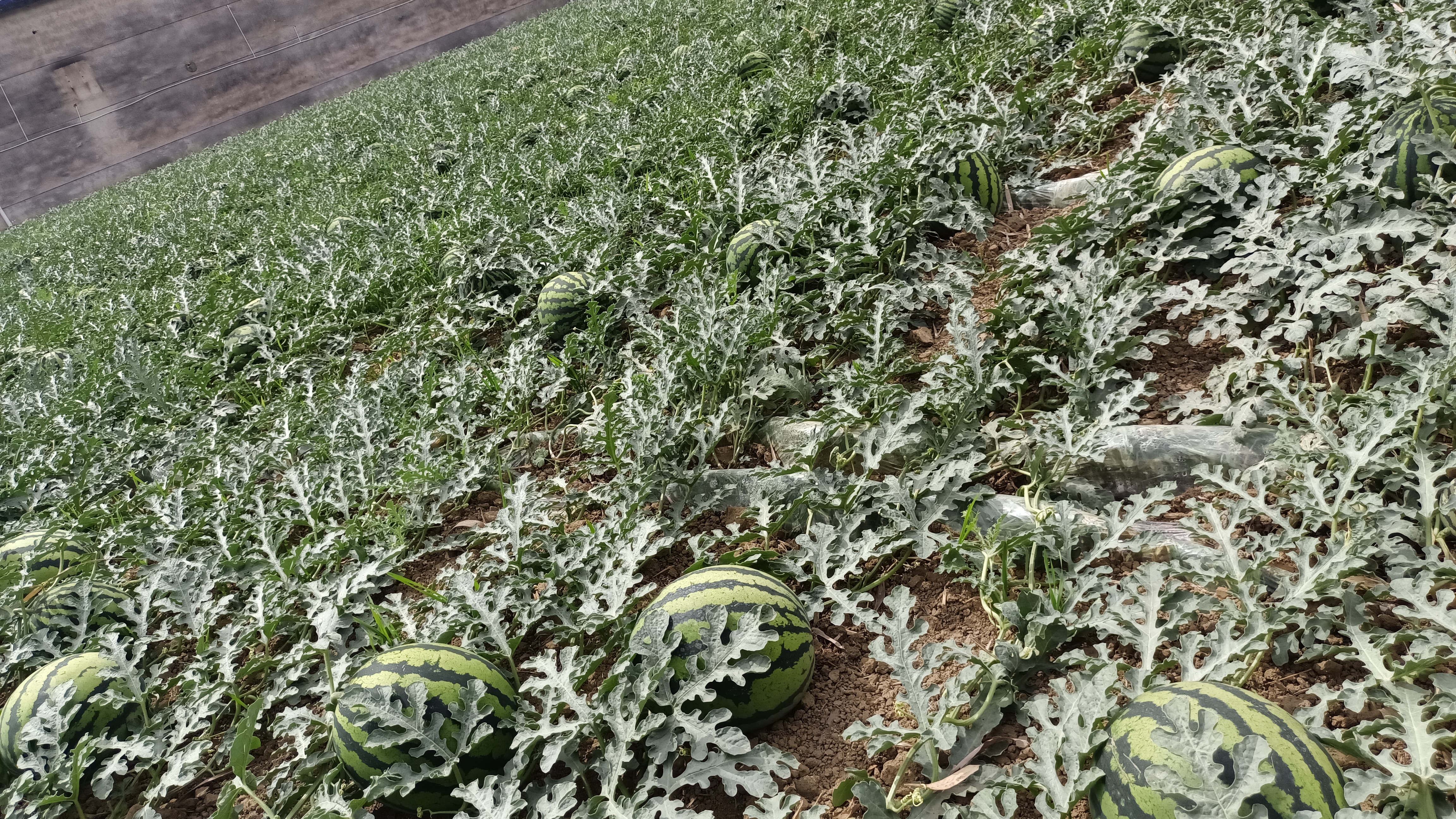 农民在田间播种甜王西瓜种子