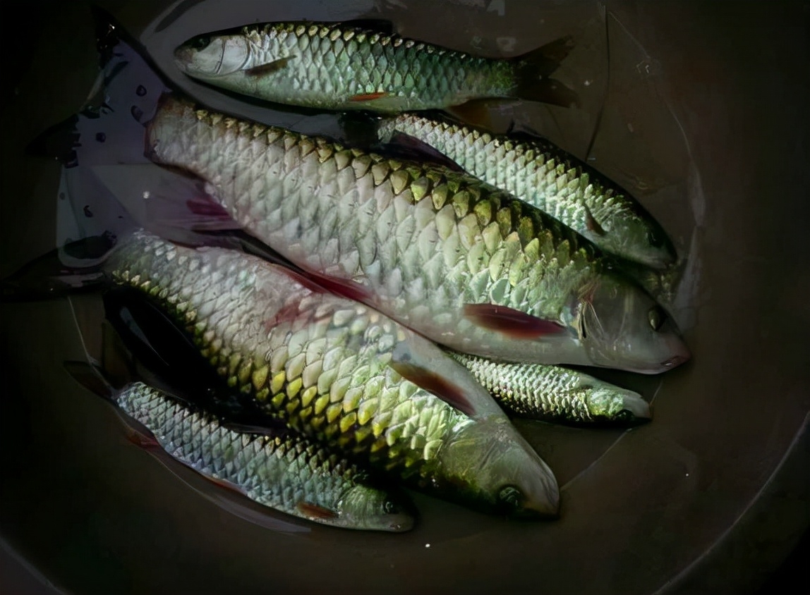 新鲜的鱼腥草根在竹篮中展示,背景为自然田园环境 鱼腥草根的热量解析