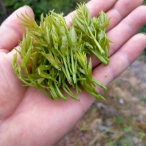 湖北恩施藤茶
