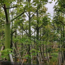 美丽异木棉8～15公分基地直销规格齐全欢迎老板来电