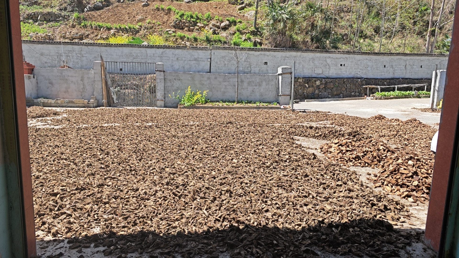 怀牛膝与熟地黄实物图