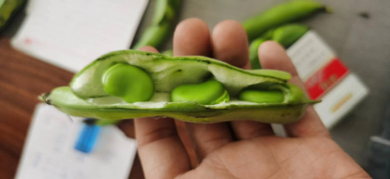 信息图:三支透明试管纵向排列,分别标注‘生青蚕豆’‘水煮蚕豆’‘明火快烤蚕豆’;管内悬浮不同密度彩色微粒——红色球状代表vicine(生豆满布,水煮减少30%,火烧仅减12%),金色菱形代表L-DOPA(仅火烧管内密集出现);底部红色警示条:‘G6PD缺乏者:三者均绝对禁忌!’ 科普对比图:左侧试管标注‘生青蚕豆’含高密度红色颗粒(代表vicine),中间试管‘水煮蚕豆’红色颗粒减少30%,右侧试管‘明火快烤蚕豆’红色颗粒仅减少12%并新增金色颗粒(代表L-DOPA保留),底部标注‘G6PD缺乏者:三者均危险!’