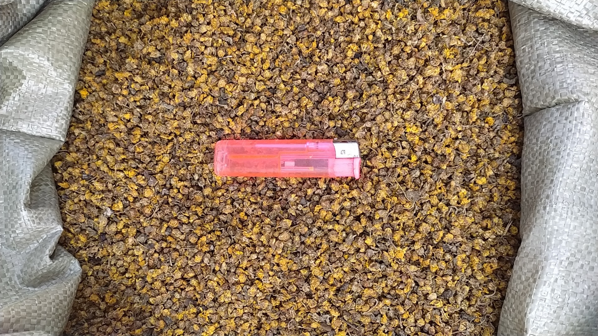 一家传统中药店的玻璃柜台内,整齐摆放着多个标有‘野菊花’字样的透明塑料袋,旁边配有戥秤和药方笺,体现专业中医药服务场景 药店中药柜台展示野菊花