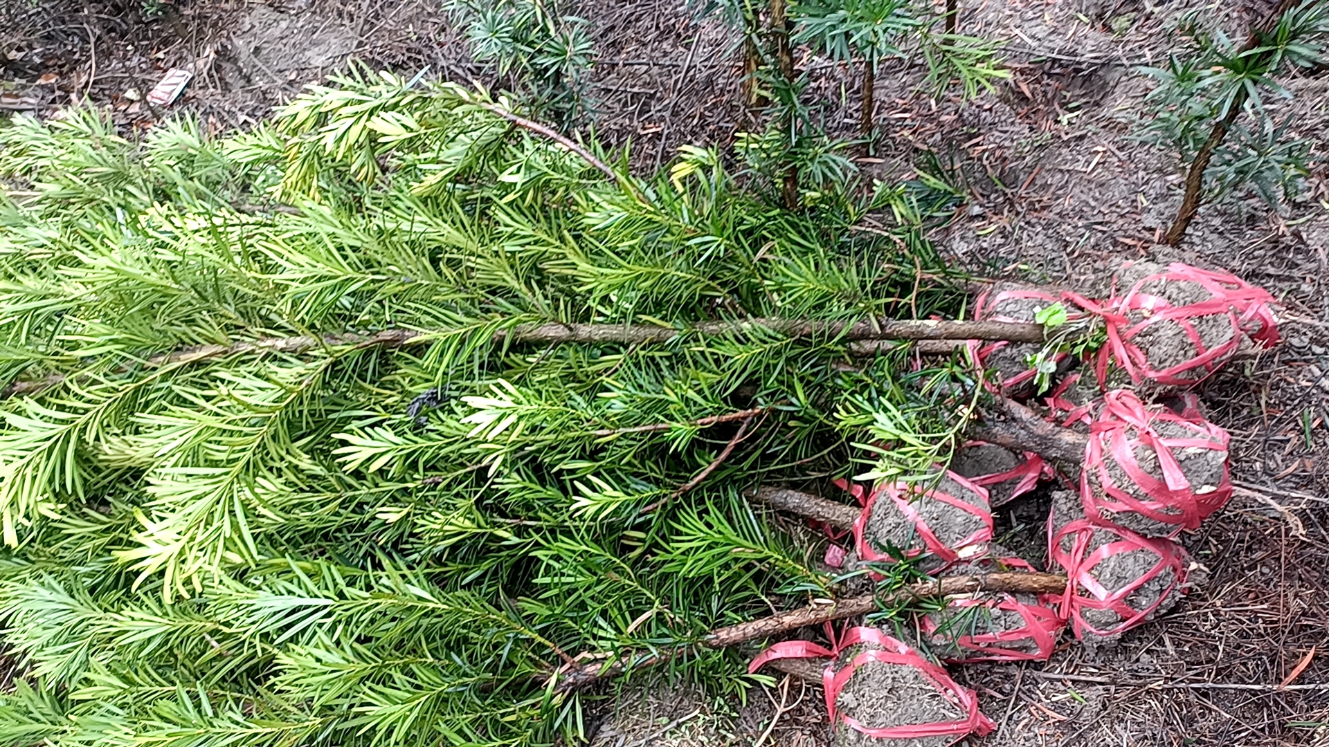 工人正在对大型罗汉松进行起挖包装作业