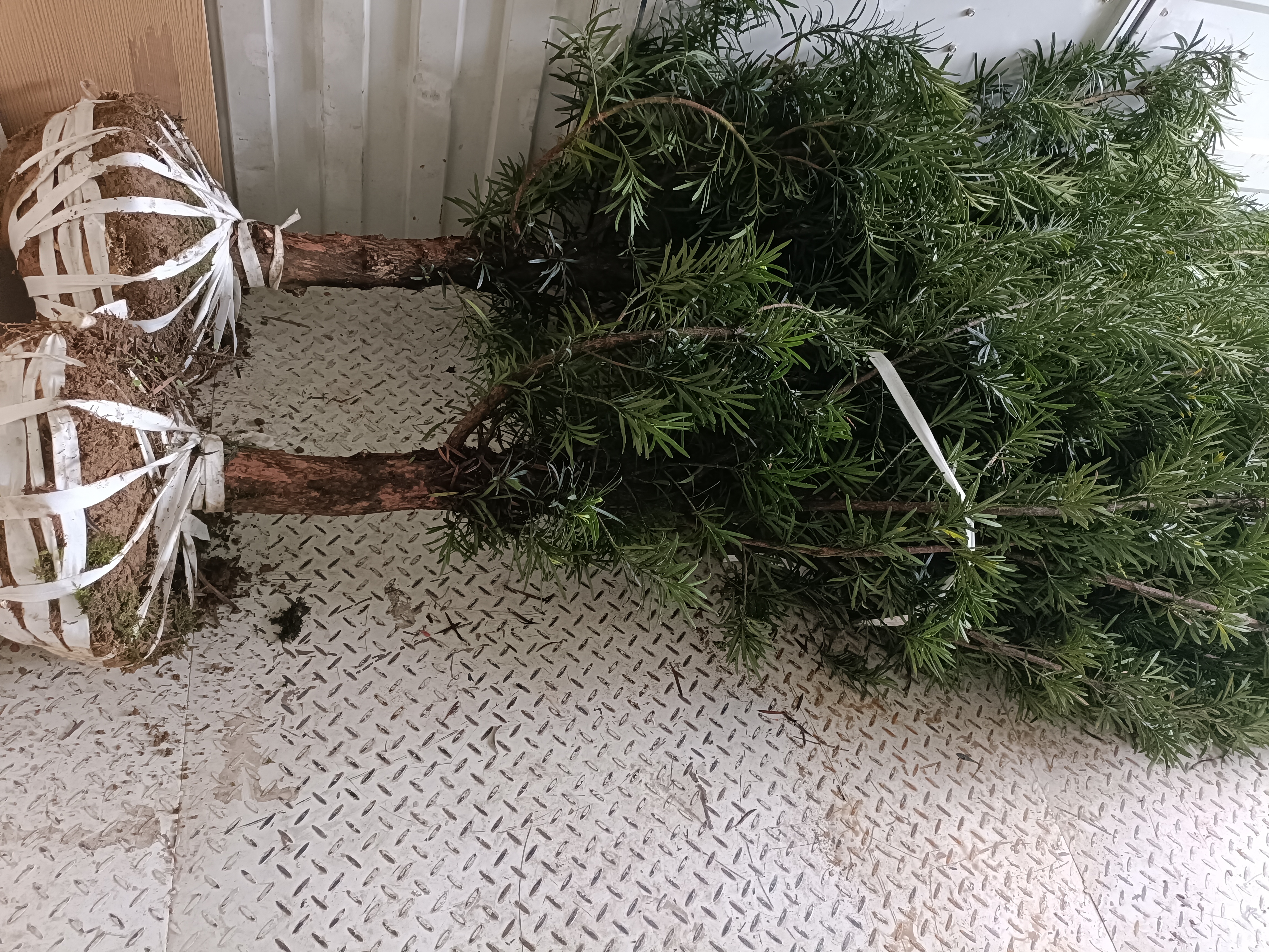 罗汉松移栽现场图