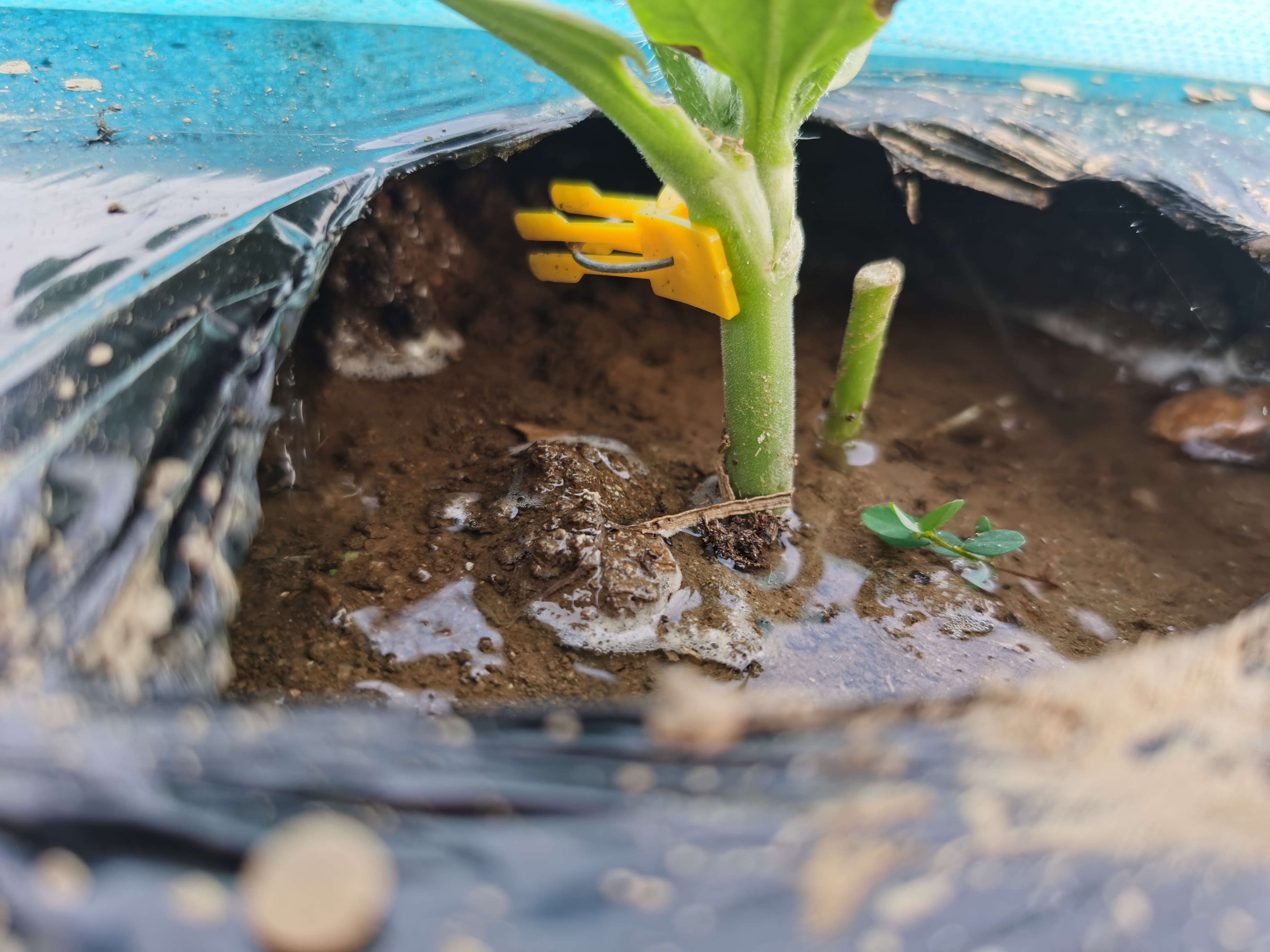 不同地区西瓜种植环境对比图