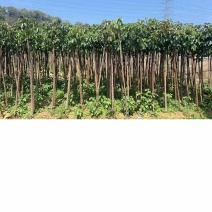 秋枫树基地直销规格齐全欢迎老板来电咨询合作