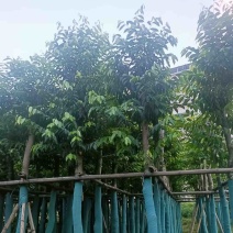 沉香树基地直销规格齐全欢迎老板来电咨询合作
