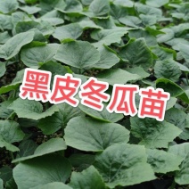 热销河北邯郸黑冬瓜苗广东黑皮冬瓜铁心杂交冬瓜苗蔬菜苗