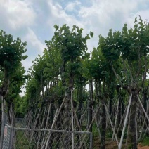 宫粉紫荆10～18公分
