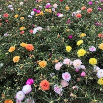 太阳花