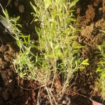 金叶莸，基地直销，常年供应各种绿化苗木