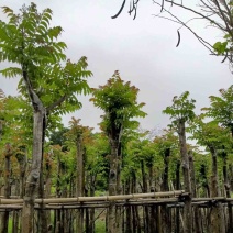麻楝基地直销规格齐全欢迎老板来电咨询合作