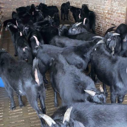 努比亚种公羊  黑山羊  努比亚黑山羊  免费送货杂交羊羔 30~50斤/头