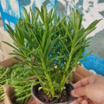 费菜三七景天救心菜高钙菜等，，，