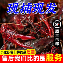 【荐】深水小龙虾洪湖产地发货价格优惠餐饮店饭店酒店供应