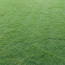 各种草皮