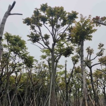 麻楝12～15公分