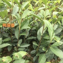 鸭屎香茶苗凤凰单枞茶苗基地培育直销