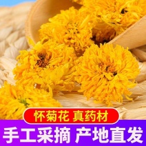 【温县发货】道地药材怀菊花冰菊无硫怀菊花菊花茶包邮