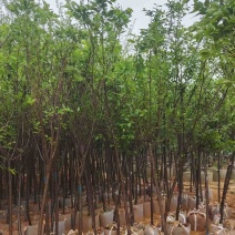 阳光樱花基地直销规格齐全欢迎老板来电咨询合作