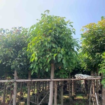 重阳木基地直销规格齐全欢迎老板来电咨询合作