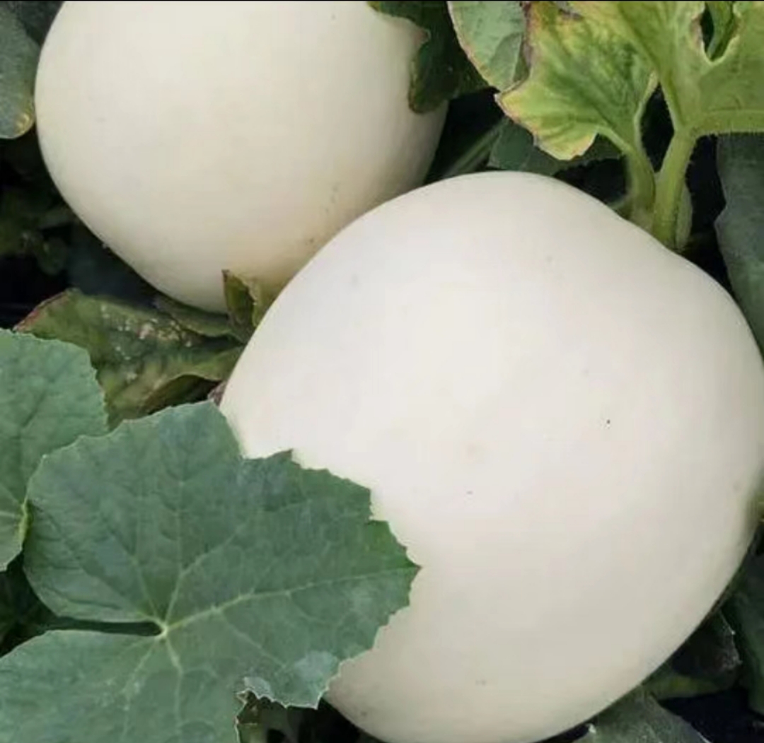 玉菇白瓜包装与零售场景