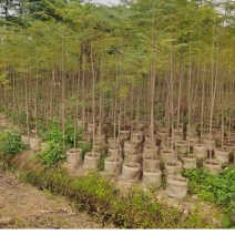 蓝花楹1～3公分