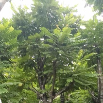 麻楝10～20公分
