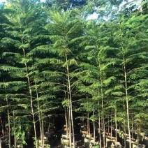 蓝花楹1～3公分