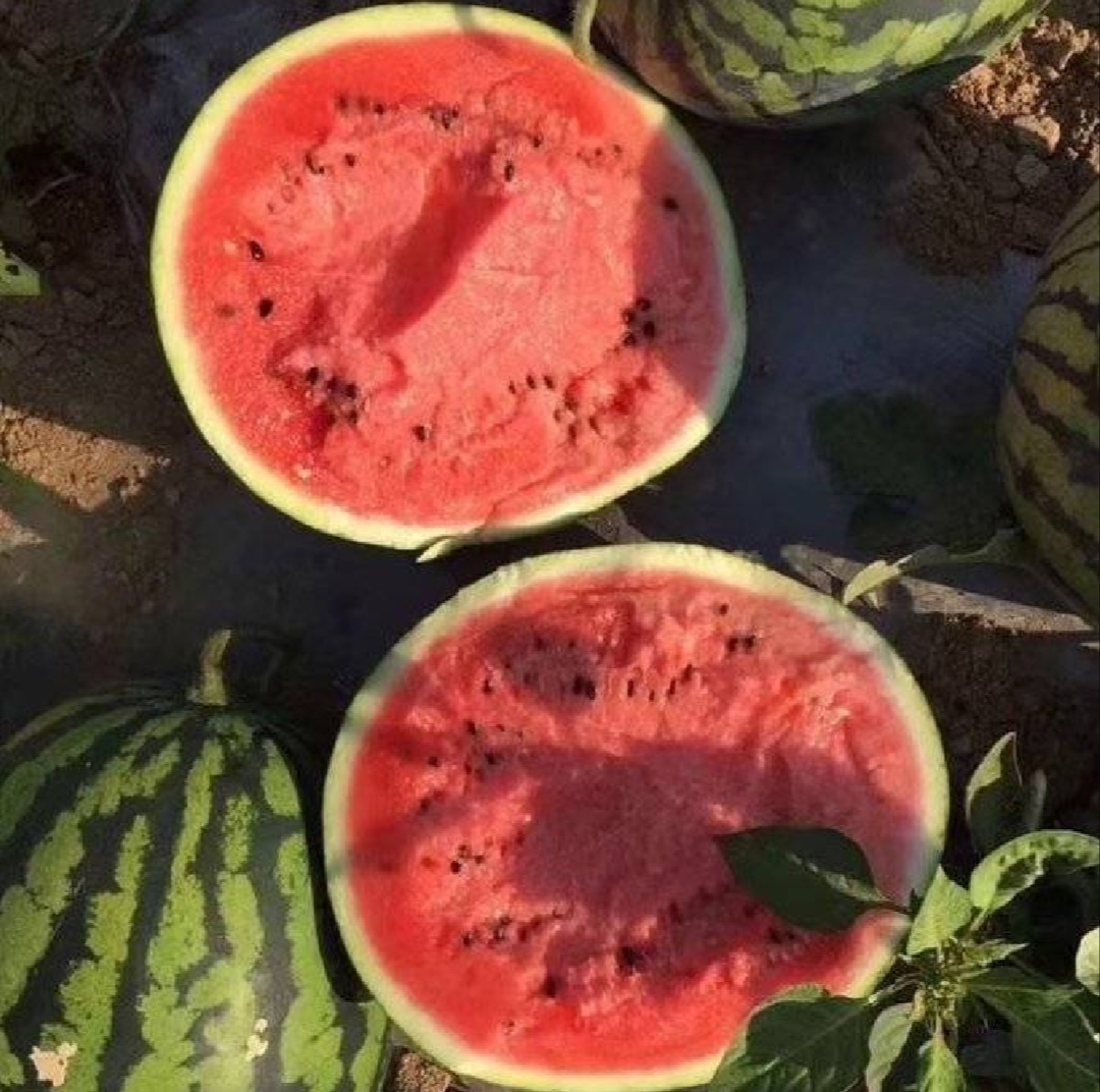 切开的甜王西瓜剖面图
