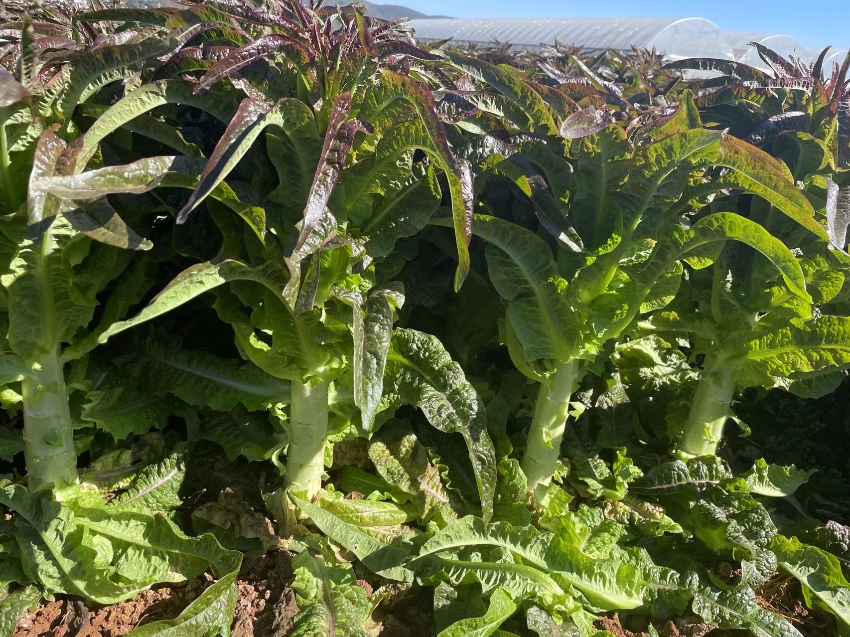 紫叶罗马莴苣整体植株特写