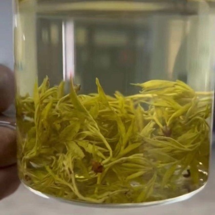 湖南藤茶产地货源批发价格行情