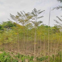 蓝花楹1～3公分
