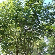 腊肠树10～15公分