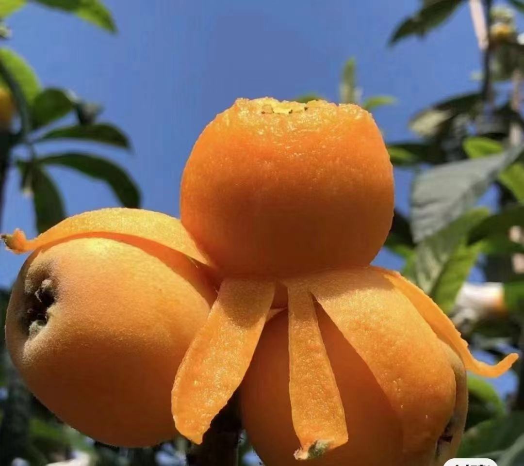 产妇食用枇杷场景