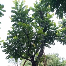 骨架麻楝10～20公分