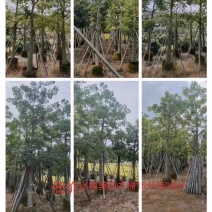 美丽异木棉10～15公分