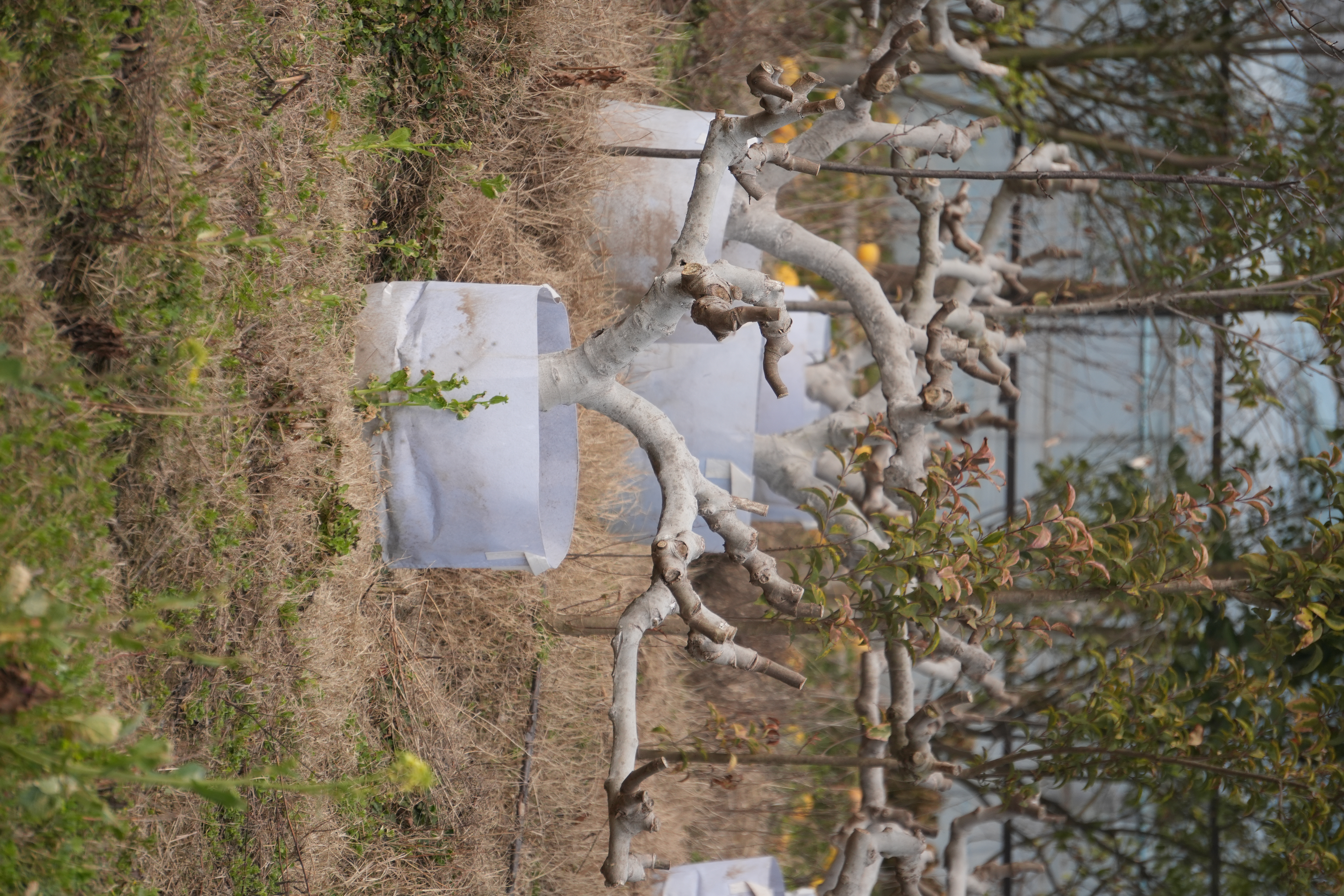 圣女果幼苗炼苗过程