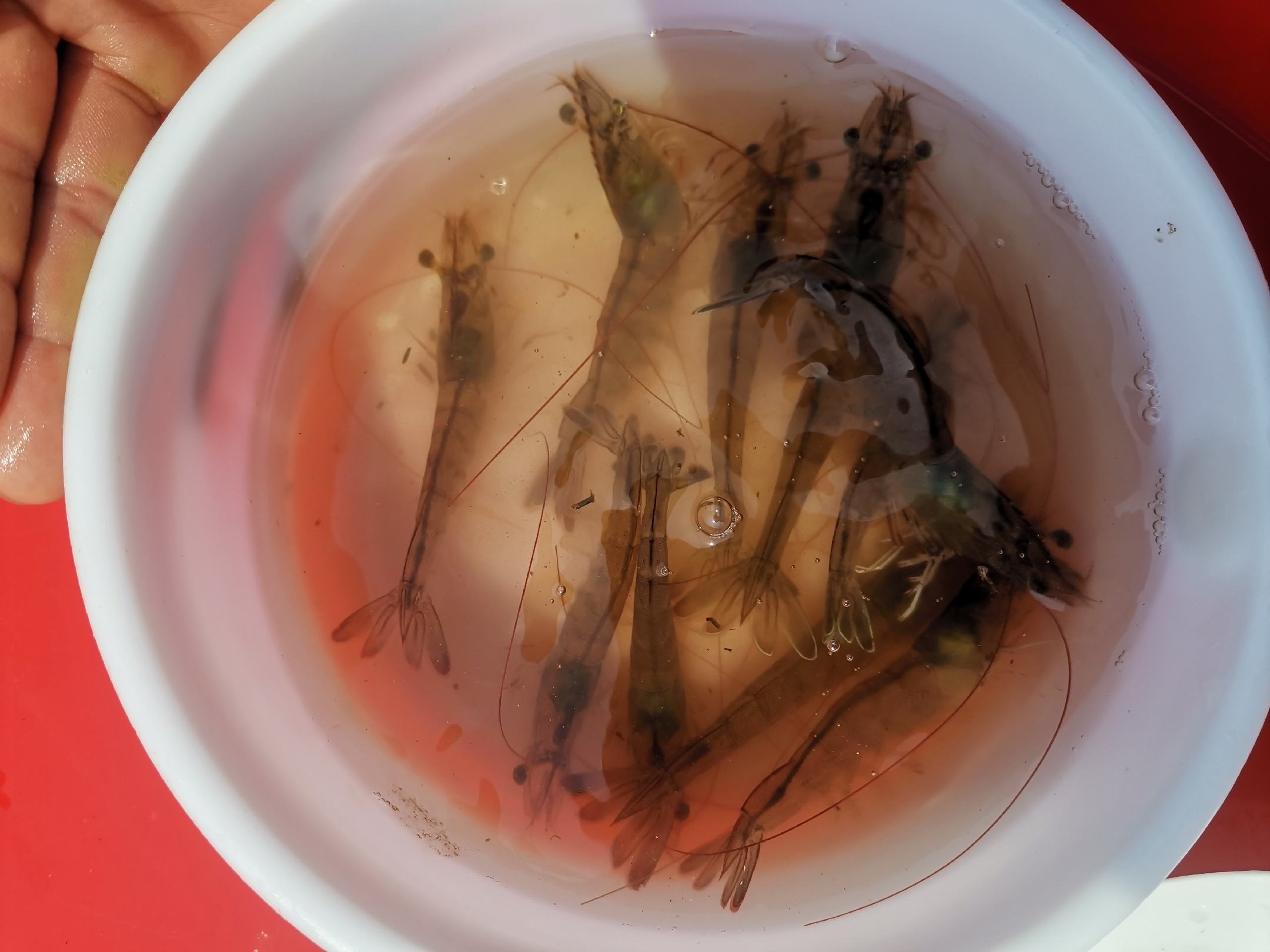 南美白对虾感染弧菌后体色变红、肝胰腺异常 南美白对虾感染弧菌后的体色变化