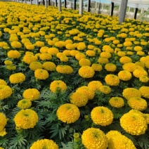 万寿菊盆花绿化用花卉花卉盆景租摆用花
