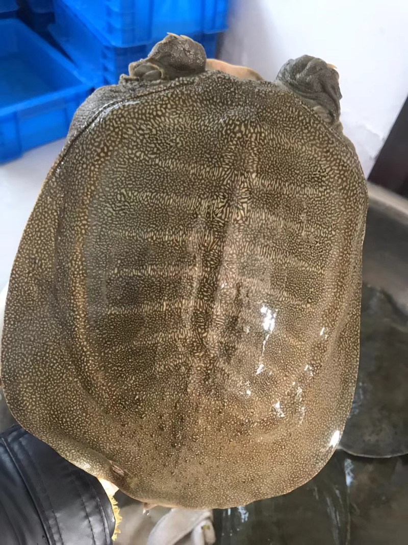 3斤5年老甲鱼公鱼,黄背公鱼