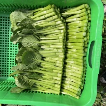 菜心基地直销
