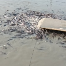 鲶鱼