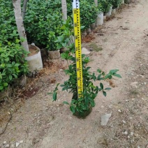 桂花苗90高至1.5米