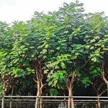 黄槐5～10公分