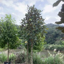 荷花木兰3～15公分